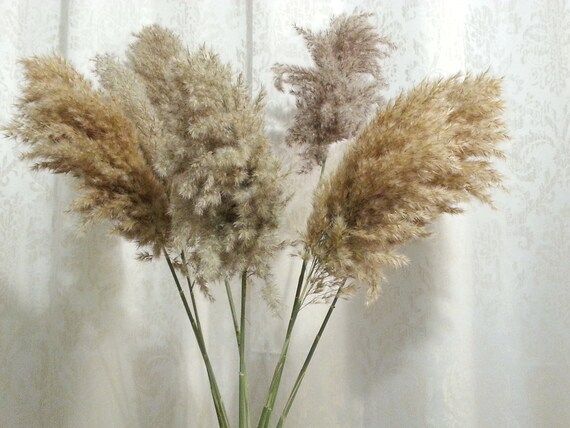 EXTRA LARGE Pampas Grass/Natural Dried Reeds/One (1)Stem Price/Dried Flowers/Dried Pampas Grass/W... | Etsy (US)