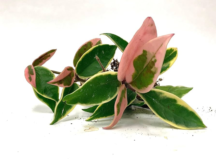 Tricolor Hoya Krimson Queen, Hoya Carnosa Variegata, Live Tricolor Hoya Plant (2' Pot) | Amazon (US)