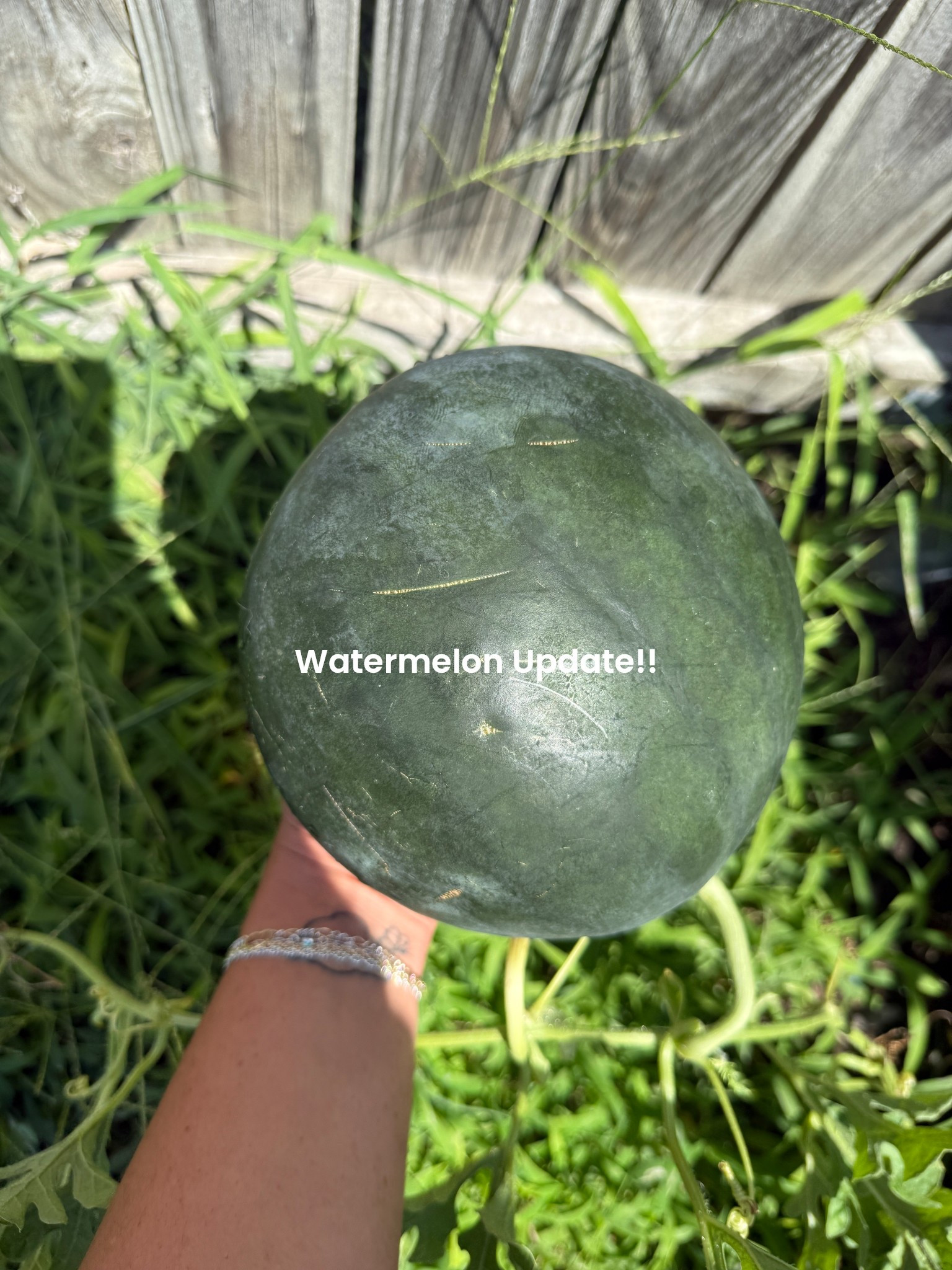 I’m mind blown!!  Scroll back a few posts to watch it grow🥹😍 
#garden #lowes #startyourgarden #simplymadisynn 

#LTKFindsUnder50 #LTKHome #LTKFamily