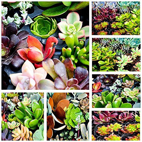 10 Assorted Succulent Cuttings ~ No 2 Cuttings Alike | Amazon (US)
