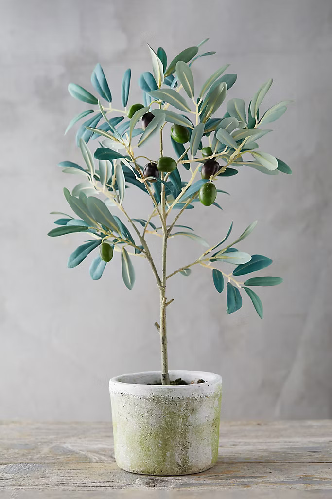 Faux Olive Tree | Anthropologie (US)