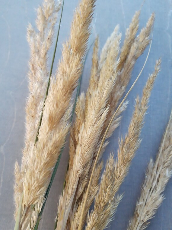 Natural Color Wild Grass, Dry Flower Vase Decor, Rustic vase, mini Pampas grass, Reed grass, Home... | Etsy (US)