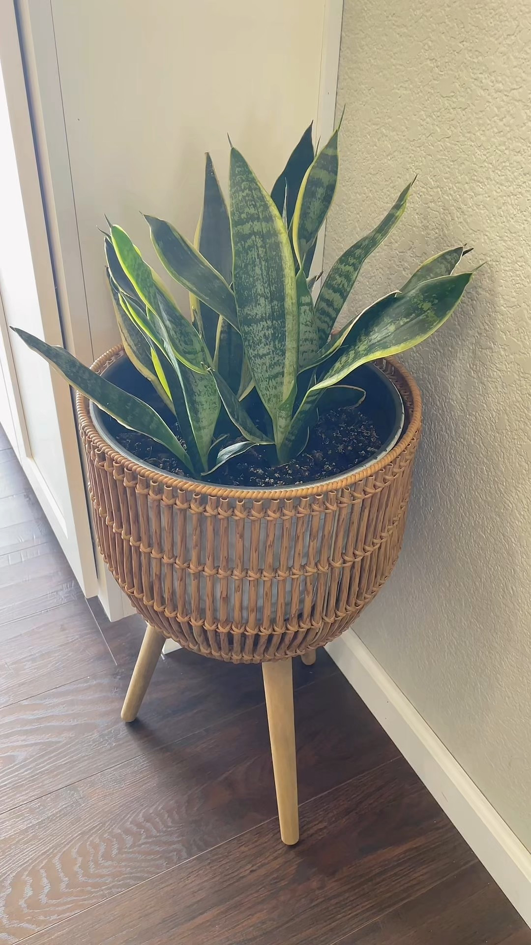Popped into Walmart the other day to give this plant a little pick-me-up and I’m obsessed 🤩 😍

#LTKHome #LTKFindsUnder50 #LTKStyleTip