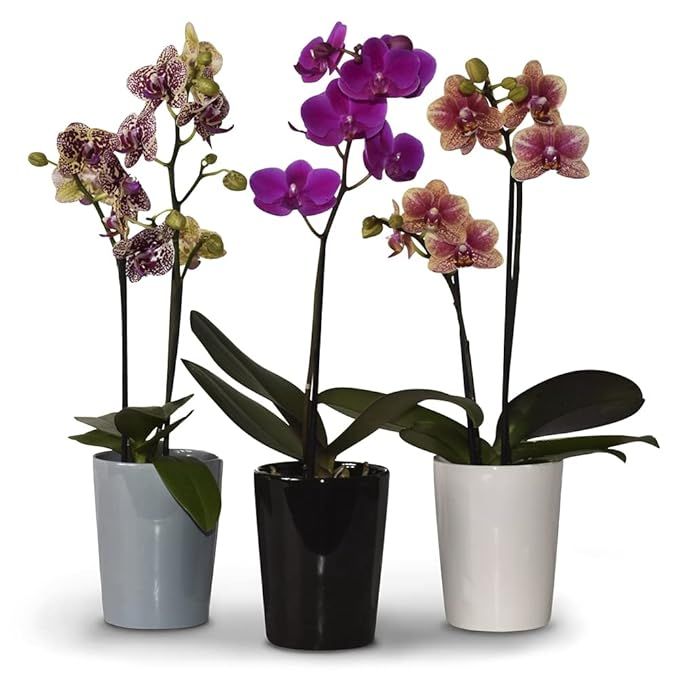 Floral, Phalaenopsis Orchid Plant, 3 Inch | Amazon (US)
