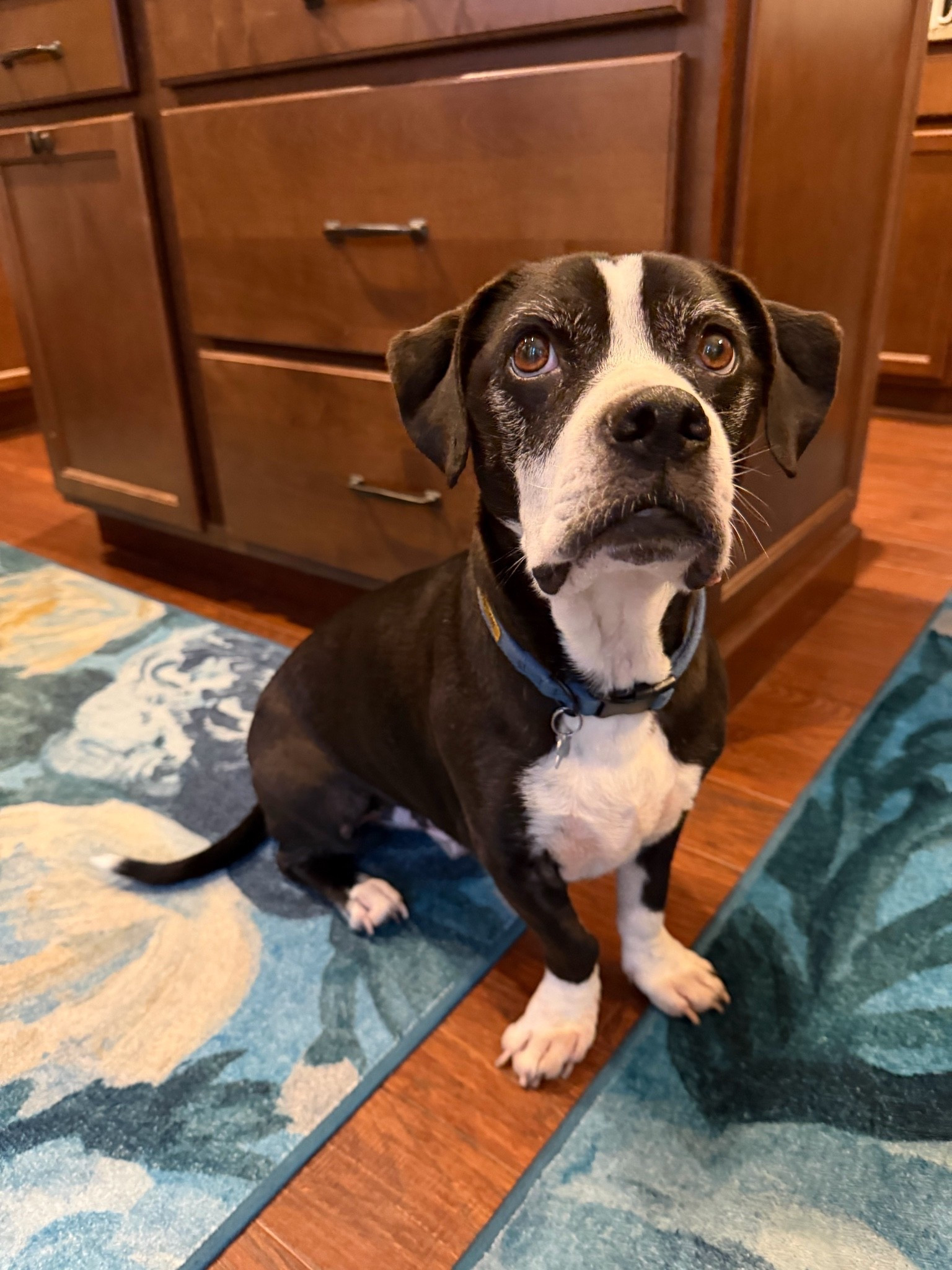 He loves these rugs! 🥰✨🩵

#LTKHome