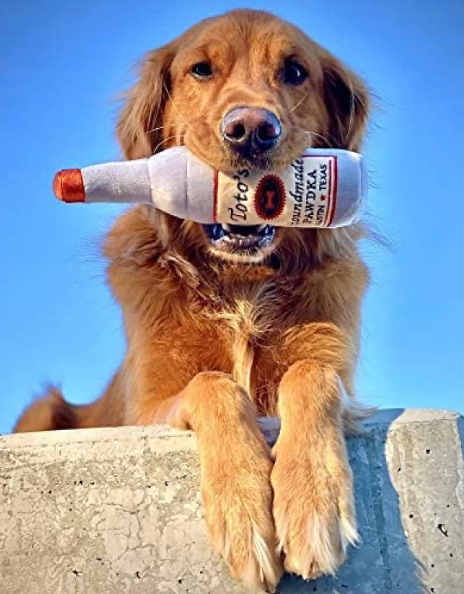 Toto’s handmade pawdka. Enough said. 

#LTKunder50 #LTKGiftGuide #LTKFind