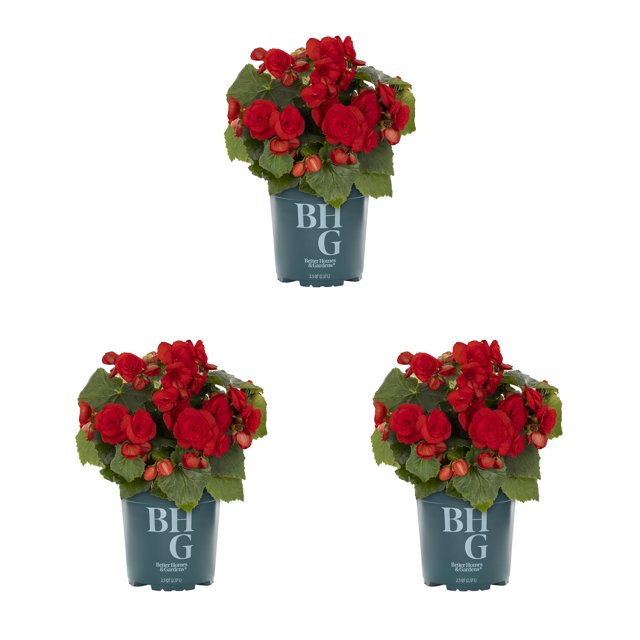 Better Homes & Gardens | Walmart (US)