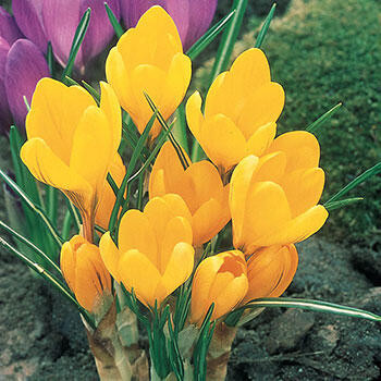Shop Yellow Mammoth Giant Dutch Crocus | Breck's | Brecks