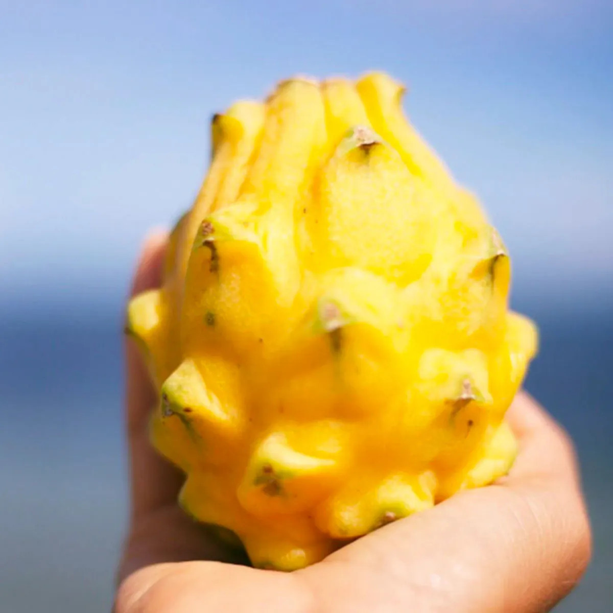 Miami Fruit - Yellow Dragonfruit Box | Goldbelly