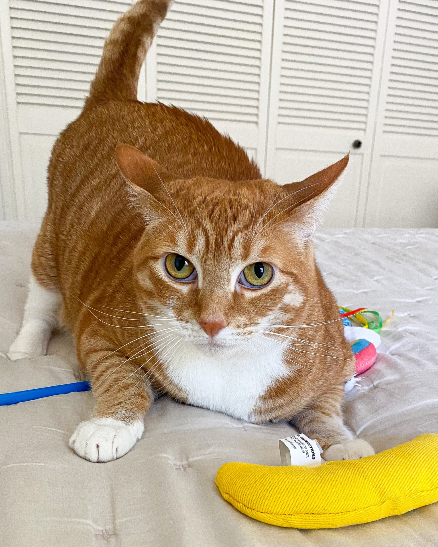 The rumors about orange cats being loud, loving and extremely playful are true and Nina proves it to me every day! #Sponsored If she’s not sitting on my lap demanding cuddles she’s insisting on playtime…loudly. Luckily I can easily toss her the catnip banana from @Walmart that she loves if I’m busy or if I have time I’ll go for the rainbow wand since she LOVES a good colorful string toy. And if she’s not feeling play? That means she wants treats 😂 Find all my favorite Walmart pet must have goodies on the LTK app! 