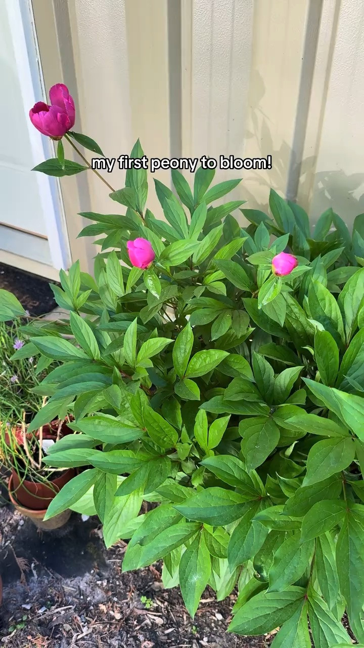 She perfect 🤩 
#peonies #flowers #garden #flowergarden

#LTKSeasonal