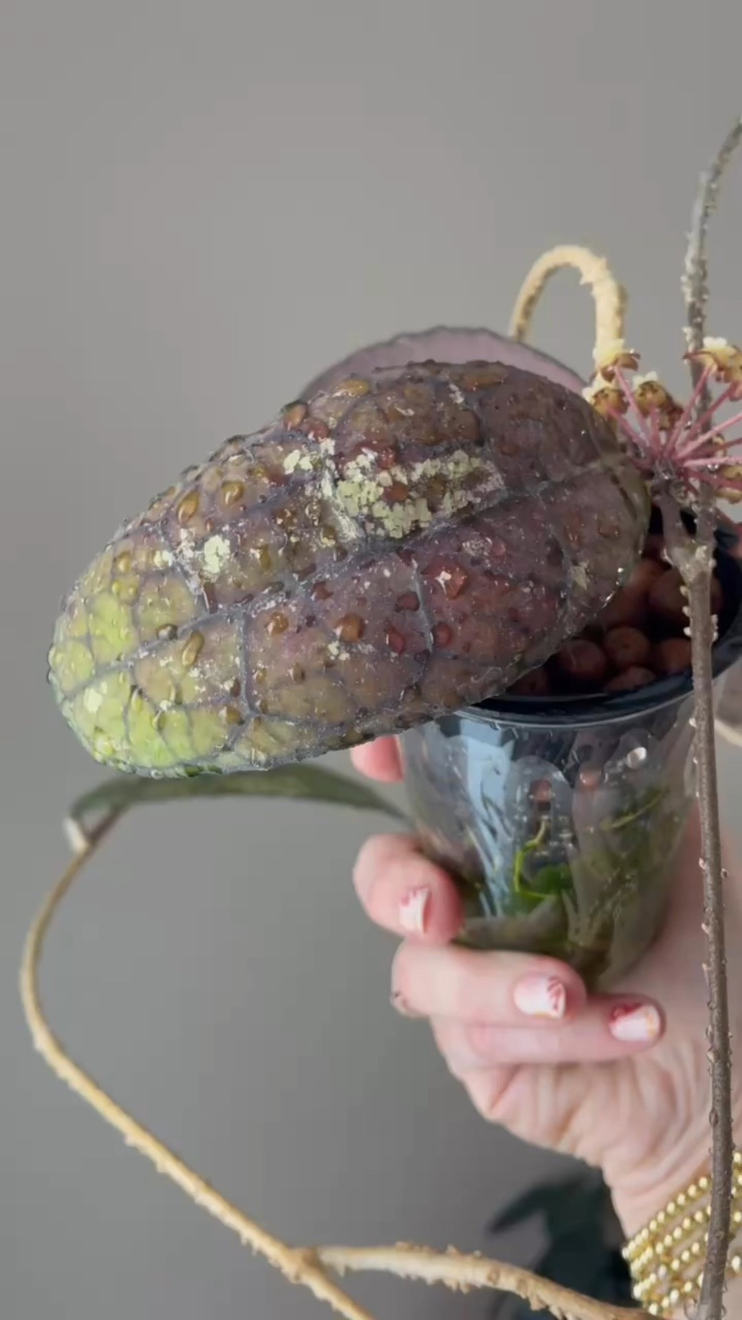 #hoyaclemensiorum red is showing off with the most gorgeous fall shades 🍁And just when I thought it couldn’t get better—it went and gave me its very first blooms! This is one of the few I’ve got growing in LECA, and clearly, it’s loving life.

Liz’s personal care experience only…every environment is different:
🪴Light: south window + grow lights
🪴Water: I’m growing in LECA, so water is always available 
🪴Avg Temp last 30 days: 74F but this one loves hot hot heat
🪴Relative Humidity last 30 days: 35%
🪴Fussy: not for me
🪴Rate of growth: slow
🪴Rareness: not common
🪴Potting Mix: LECA. My friend, traded this with me strongly encouraged me to use LECA with this one since she was experiencing great success growing that way. 
🪴Fertilizer: I apply a nutrient-rich fertilizer tailored for Hoyas approximately every other watering when the plant isn’t dormant. It’s packed with essential macro and micronutrients, it’s the best I’ve found for hoyas!
🪴Rooting Method: directly in LECA
🪴Time In My Care: 7 months 
🪴Would Liz recommend this one: yes

💚 Comment SHOP below to receive a DM with the link to shop this post on my LTK ⬇ https://liketk.it/59Rlf #ltkfindsunder50 #ltkhome #ltkfindsunder100 

👍follow for more & 🏷️ save for future reference 

#ilovehoyas #hoyacollector #hoyahead #hoyaappreciation #hoyacollection #plantsmakemehappy #ihavethisthingwithplants #easilydistractedbyplants

#LTKFindsUnder50 #LTKFindsUnder100 #LTKHome