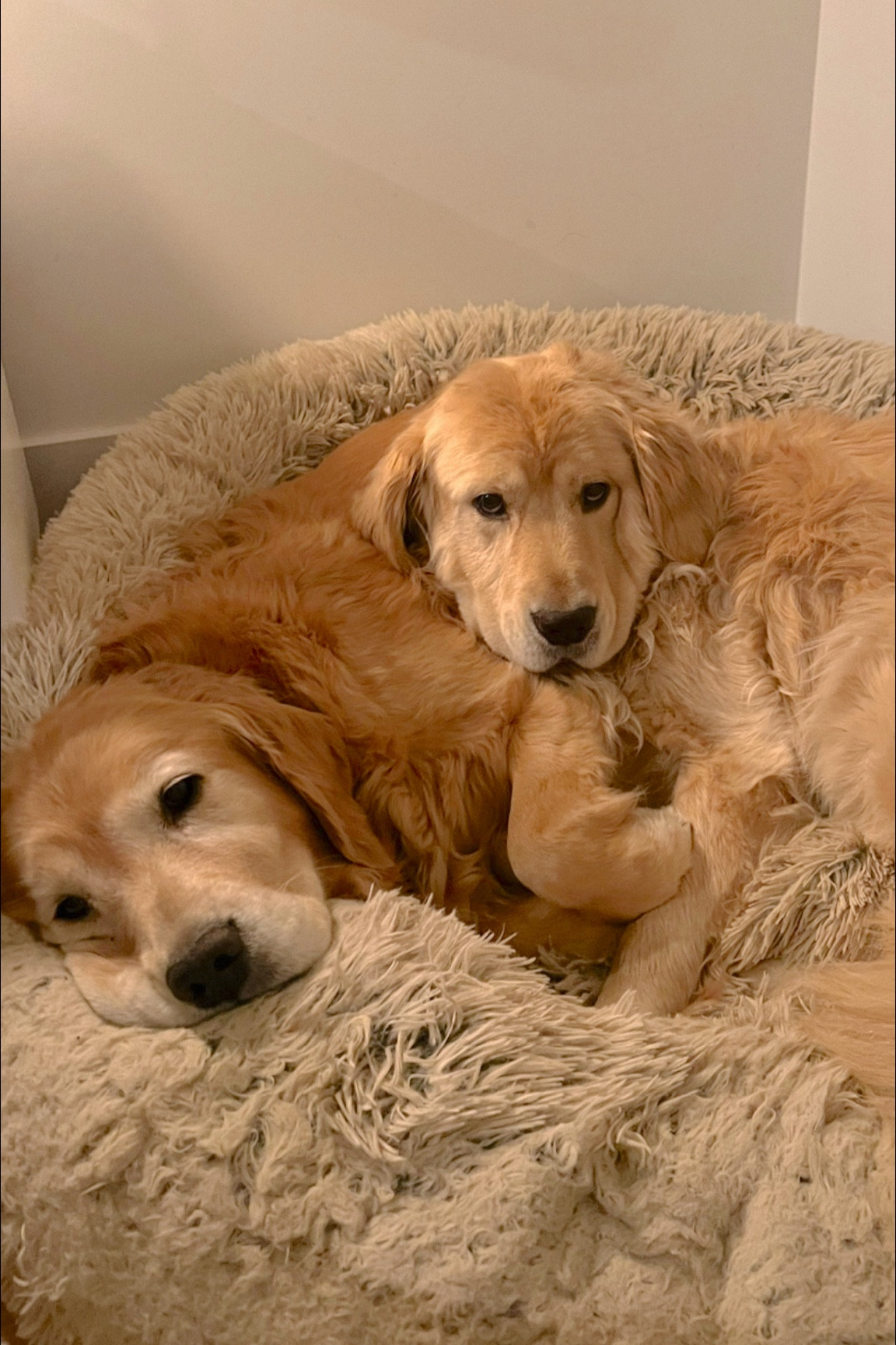 Favorite dog bed!

#LTKhome