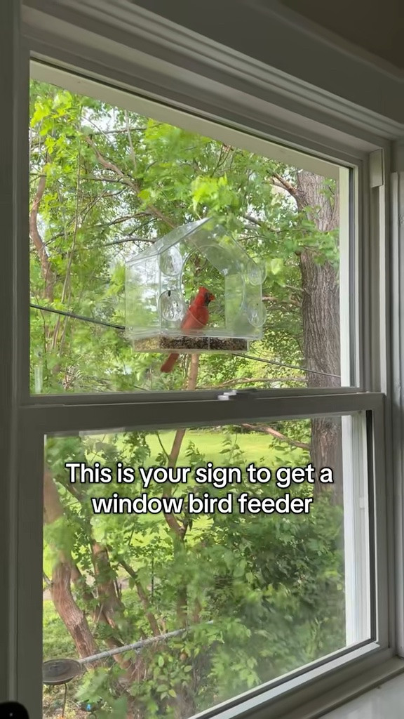 Nervous system reset✨the better the seed,  the more birds you will attract! Here’s some no junk bird seeds we love! 

Birds, birdwatching, Cardinals, backyard birds, bird lovers, window birdfeeder, birdfeeder, birdseed, clean birdseed

#LTKdayinmylife #LTKHome #LTKSeasonal