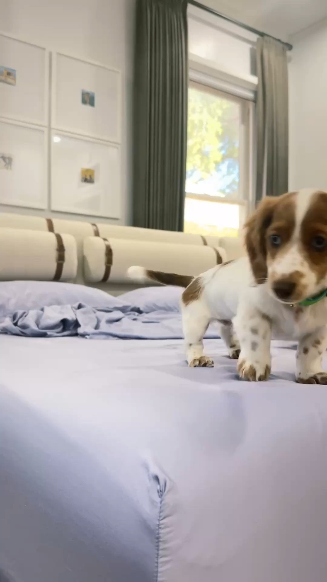 Summer sheets ☀️ Summer wins 

The softest, most luxurious feeling sheets just in time for the spring/summer sleeps. @bleubullybedding is perfect for every sleeper …. And the weenies approve of it too 

Comment SLEEP for the link to shop this set, plus a few of my other fav colors. 

Also, peep Venice and his IG debut 🥰 

@bleubullybedding @shop.ltk #liketkit #bleubullybedding #interiordesign #interiorwarrior #bedroomideas

#LTKMothersDay #LTKmorningroutine #LTKHome