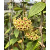 Hoya Hanhaie Yellow Phyto-Cer | Etsy (US)