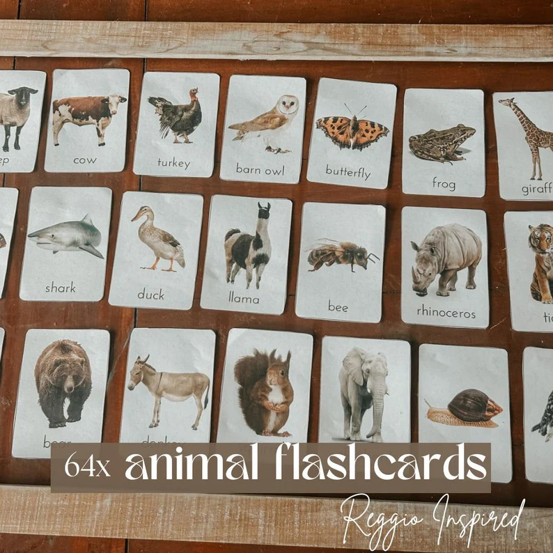 64x Different Animal Species Mini Flashcards Montessori Reggio Emillia REAL PHOTOS - Etsy | Etsy (US)