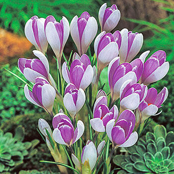Buy Vanguard Giant Crocus | Breck's | Brecks