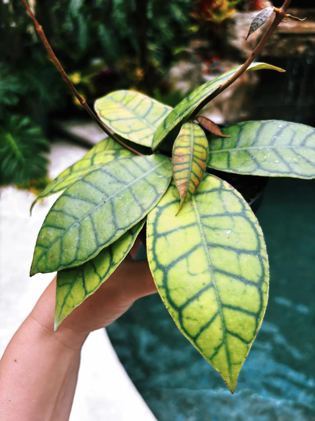 Hoya Finlaysonii Trailing Full Potted House Plant 4” Climbing Vining - Etsy | Etsy (US)