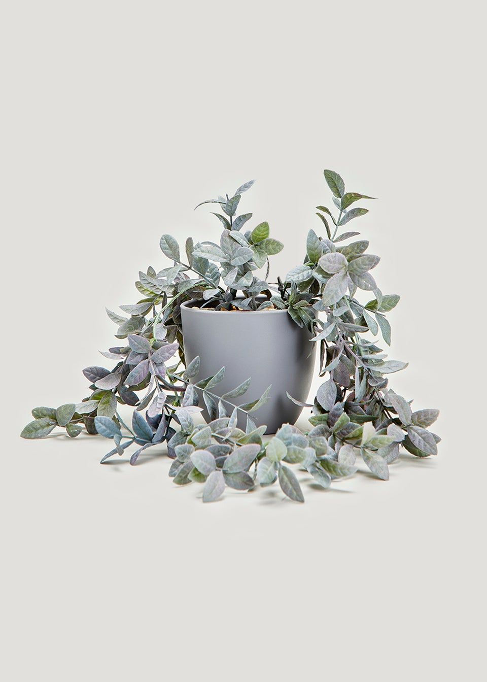 Trailing Plant in Grey Pot (10.5cm) | Matalan (UK)