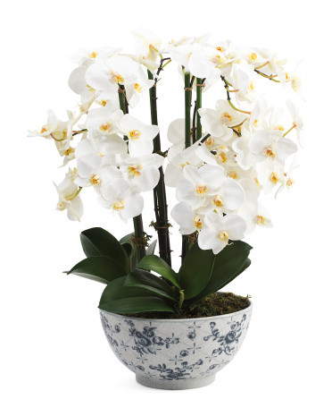 Orchid Phalaenopsis In Ceramic Pot | TJ Maxx
