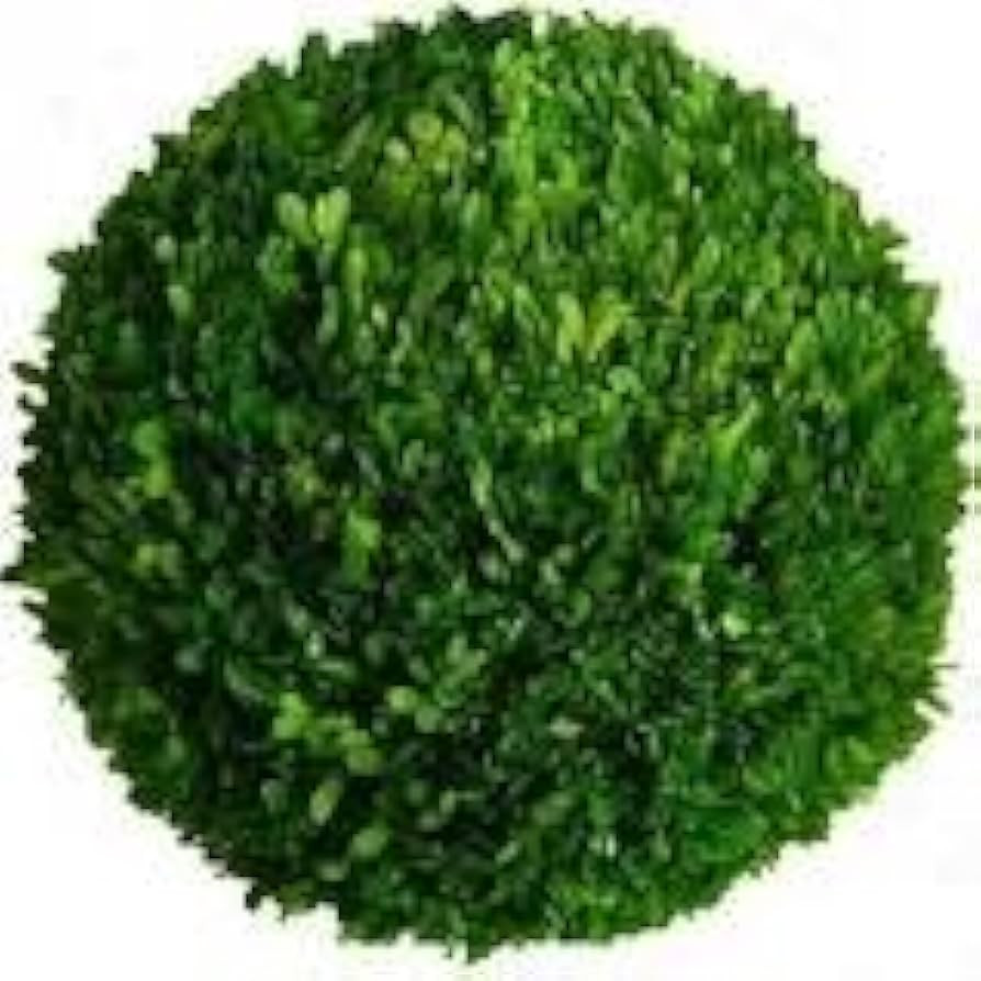Preserved Boxwood 10" Balls | Amazon (US)