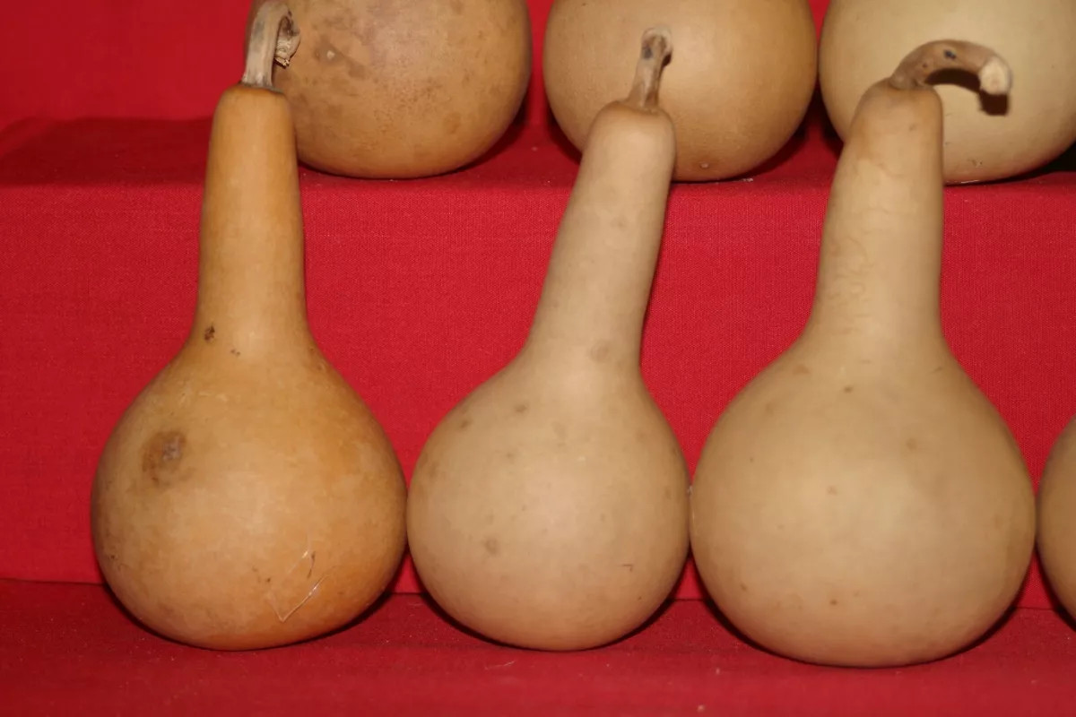 25 MINI LONG HANDLE DIPPER  GOURDS (DRIED &amp; CLEANED)  | eBay | eBay US