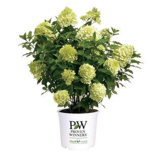 2 Gal. Limelight Prime Hydrangea Shrub with Green to Pink Flowers 14719 | The Home Depot