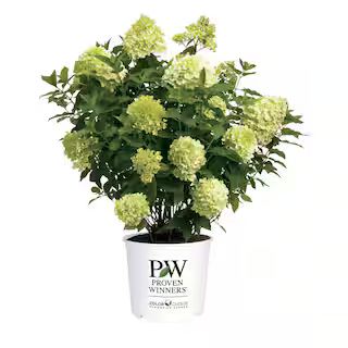 2 Gal. Limelight Hydrangea Shrub with Green to Pink Flowers 14719 - The Home Depot | The Home Depot