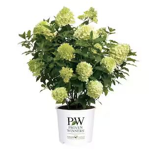 2 Gal. Limelight Prime Hydrangea Shrub with Green to Pink Flowers 14719 | The Home Depot