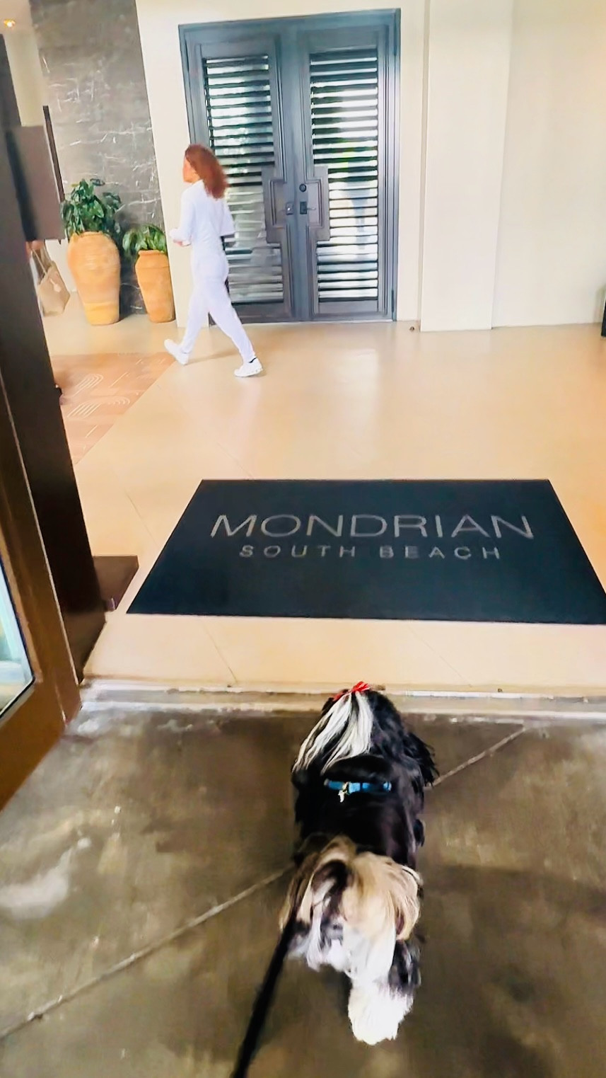 Mondrian South Beach Miami ✨ Bayfront luxury, iconic interiors, and one of the most visually striking stays in South Beach. From the dramatic lobby entrance and sculptural staircase to the curated lounge spaces and seamless access to the Baia Beach Club, every detail at the Mondrian feels elevated and design-forward. The property blends resort energy with an editorial aesthetic, making it a true standout in Miami. Craig David lived in Tower Suite 5 while he was in the United States and created his legendary TS5 sets here, adding a cultural legacy to the experience. Nirvana is linking handbags and accessories that reflect the Mondrian’s iconic design, from sculptural shapes to polished, modern finishes inspired by the space. Nirvana the Shih Tzu 💋 Nirvana Approved

#LTKgrwm #LTKdayinmylife #LTKTravel