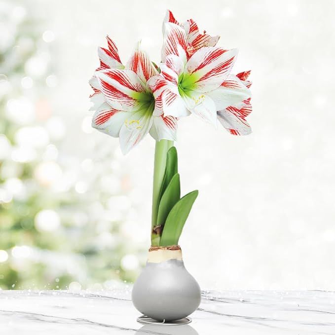 Frosted Sugar Cookie Amoice Waxed Amaryllis Flower Bulb with Stand, No Water Needed | Amazon (US)
