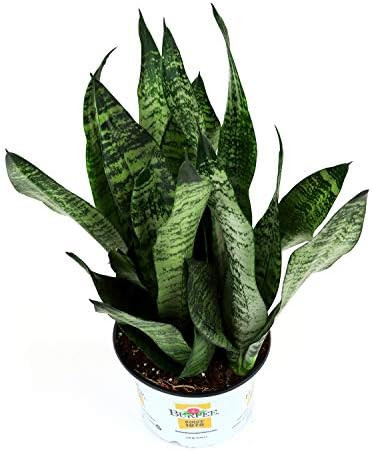 Burpee Sansevieria superba Snake Indirect Medium Light | Live Easy Care Indoor House Plant, 6" Po... | Amazon (US)