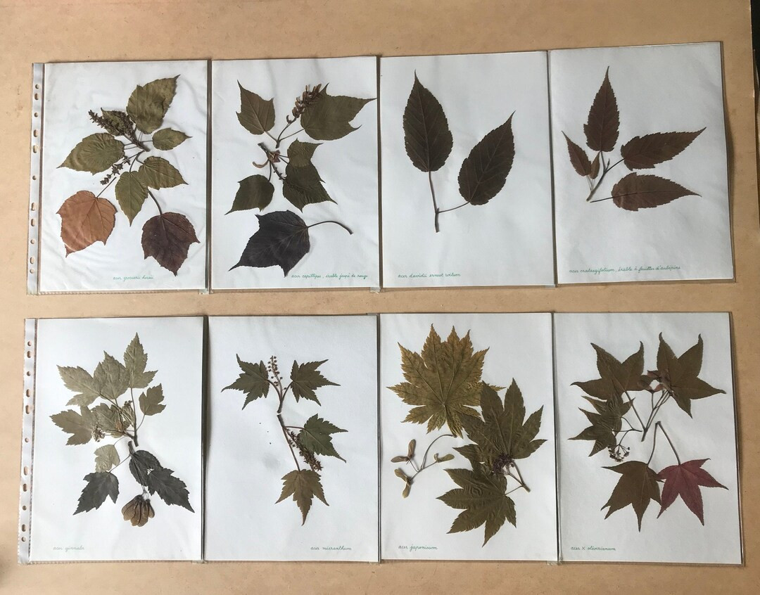 Old Herbarium, Dried Leaves, School Work From the 60s - Etsy | Etsy (US)