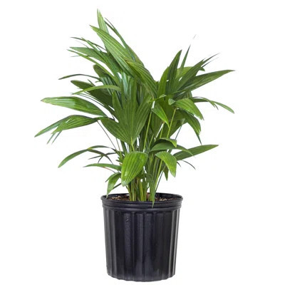 Fan Palm Plant Live Indoor Houseplant In 9.25 Inch Grower Pot | Wayfair North America