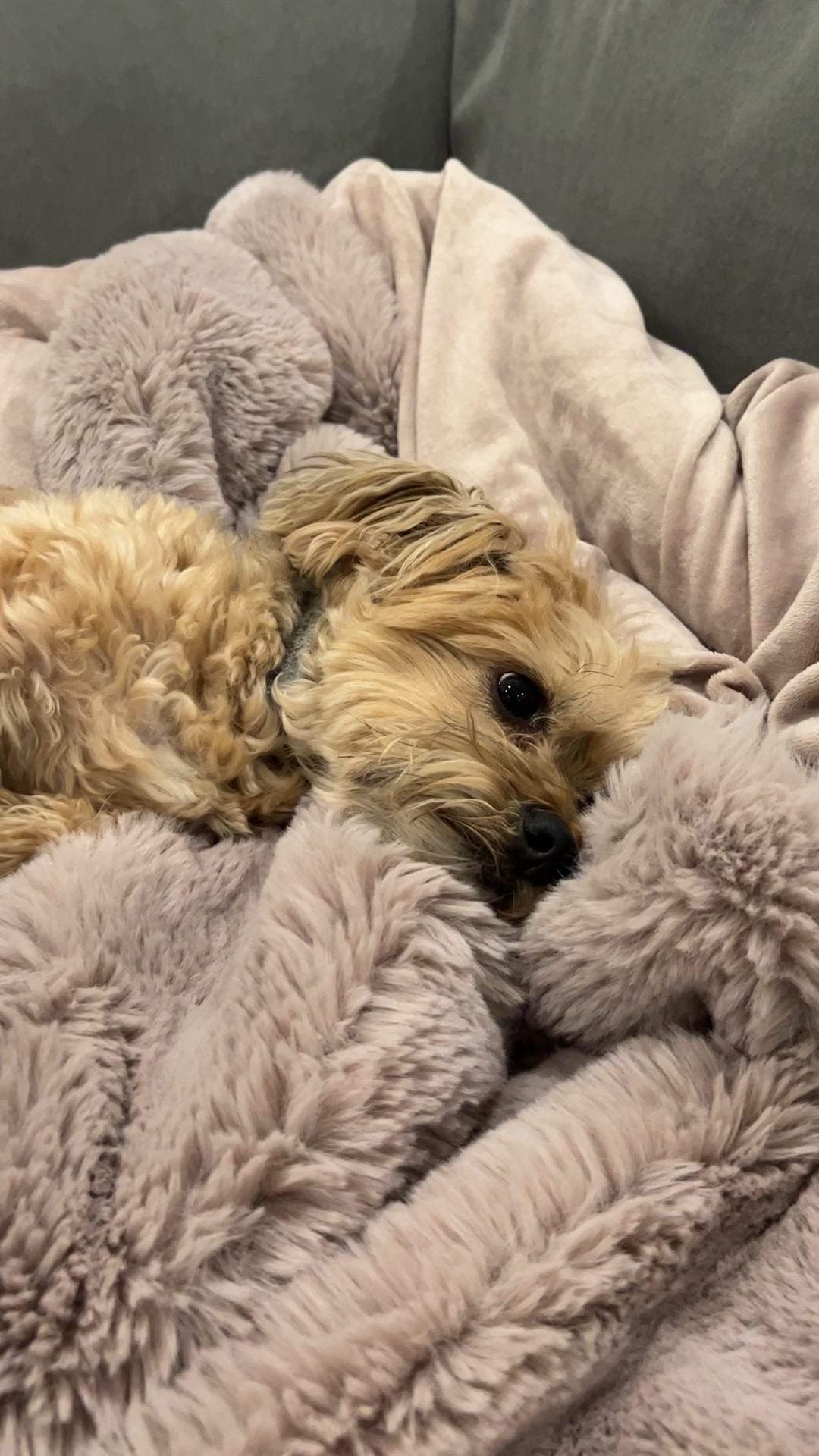 Favorite throw/blanket as demonstrated by Mary’s grand dog! Available in lots of options. 

#LTKHoliday #LTKGiftGuide #LTKSeasonal