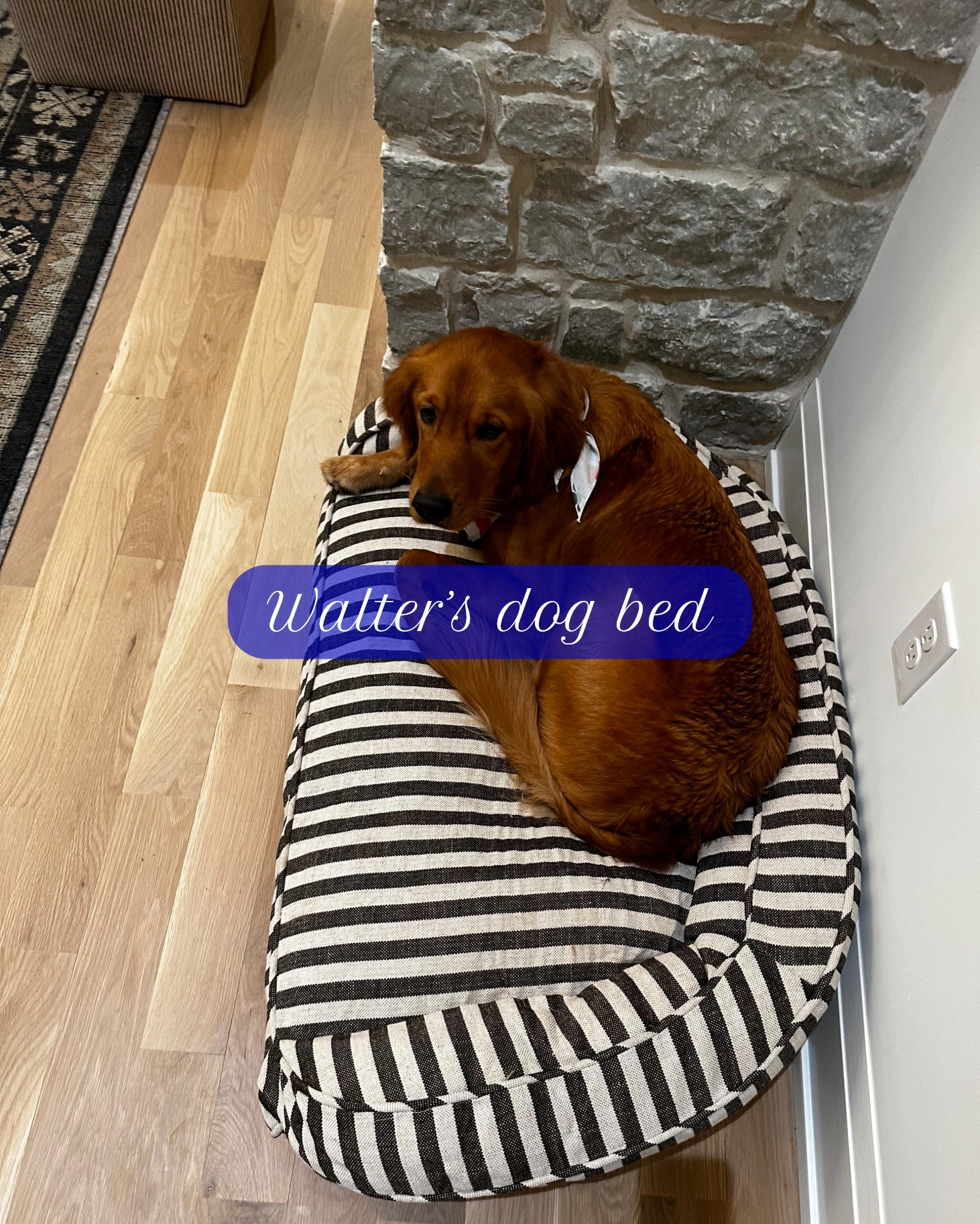 Walters dog bed is back in stock on Amazon! Linking similars & other options below🦮

Dressupbuttercup.com #dressupbuttercup #dederaad


#LTKHome #LTKmomlife #LTKTravel
