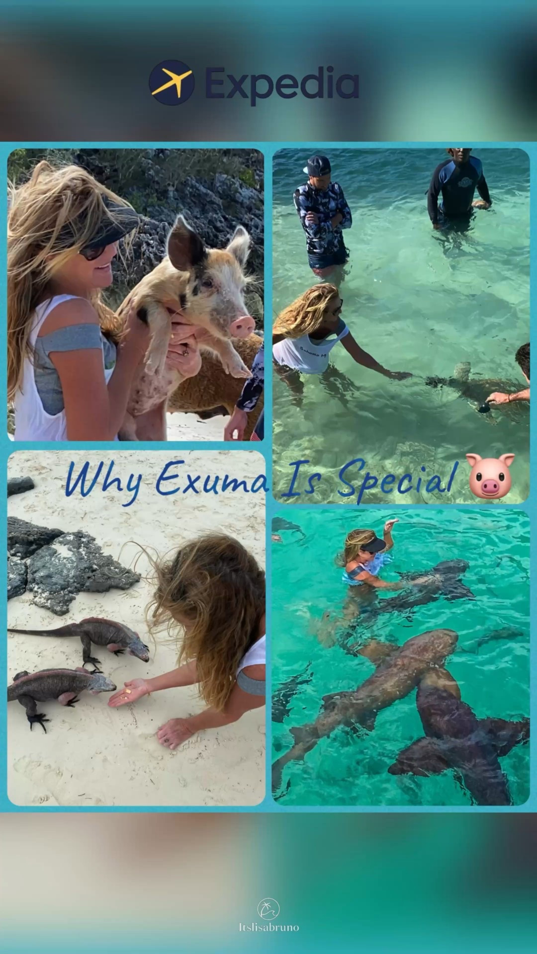 Swimming with wild nurse sharks, feeding iguanas & turtles, and hanging with the famous swimming pigs on Big Major Cay! 🦈🦎🐢🐷

This is what true island adventure looks like — unforgettable encounters you won’t find anywhere else.

Planning your own trip? Book easily through my @Expedia link — no extra cost to you!

#Ad #IslandAdventure #IguanaIsland #SwimmingPigs #WildlifeEncounters #CaribbeanTravel #Ad

#LTKTravel #LTKdayinmylife #LTKSeasonal