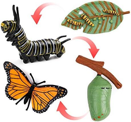 UANDME 4pcs Butterfly Life Cycle Kit Lifestyle Stages of Monarch Butterfly Teaching Tools for Kids,  | Amazon (US)