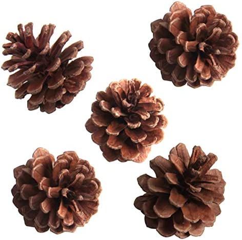 SBYURE 20 Pack Bulk Package of Natural Pinecones for Crafts Home Decor Vase Filler | Amazon (US)