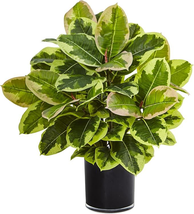 Nearly Natural Artificial Rubber Plant in Cylinder, Green | Amazon (US)