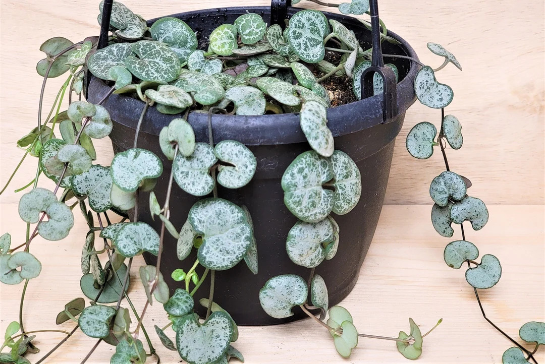 Silver Glory String of Hearts | Ceropegia Woodii | Silver String of Hearts house plant in 2", 3",... | Etsy (US)