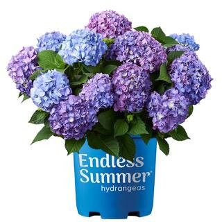 Endless Summer 1 Gal. Bloomstruck Hydrangea Flowering Shrub, Blue Flowers 12676 - The Home Depot | The Home Depot