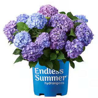 Endless Summer 1 Gal. Bloomstruck Hydrangea Flowering Shrub, Blue Flowers 12676 - The Home Depot | The Home Depot