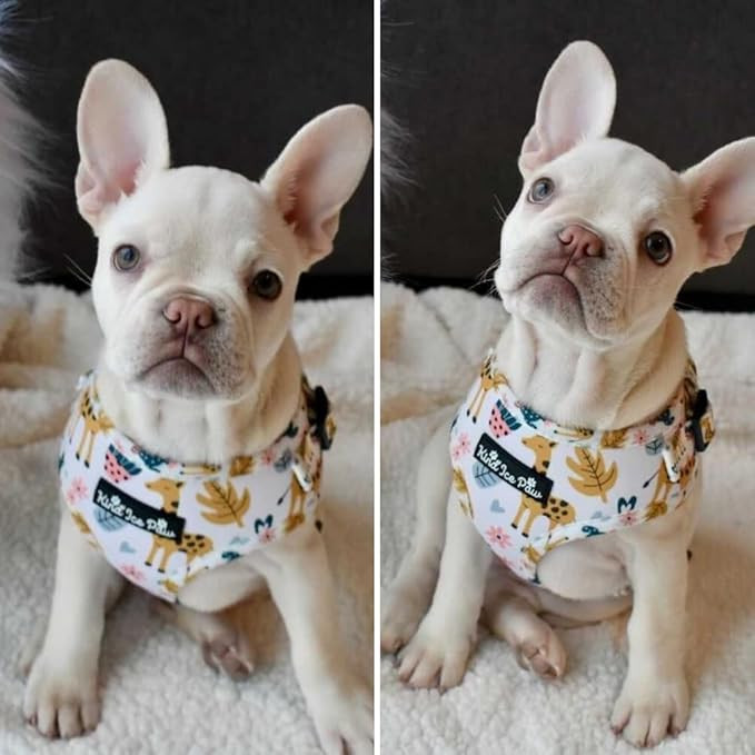Adjustable Dog Harness in for Every Pup - Kind'Ice paw Collection (Safari pup, S) | Amazon (US)