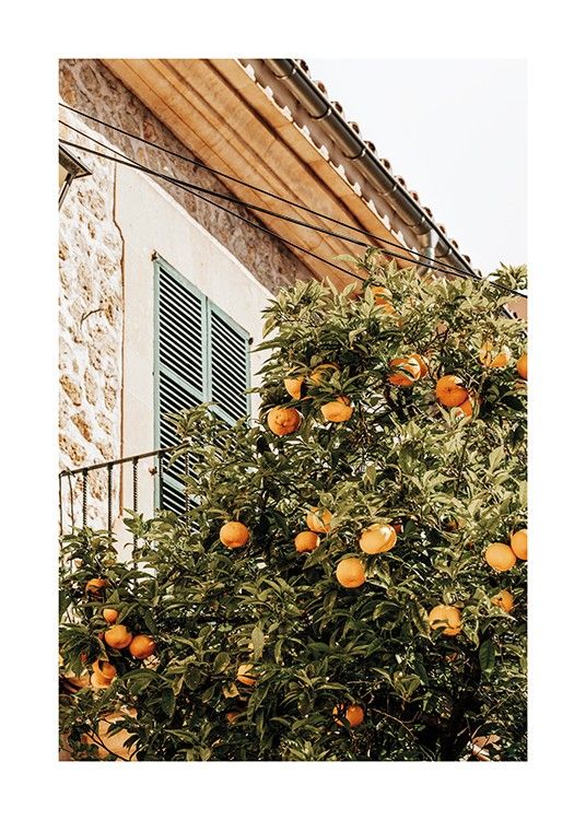 Oranges In Garden Poster | Desenio