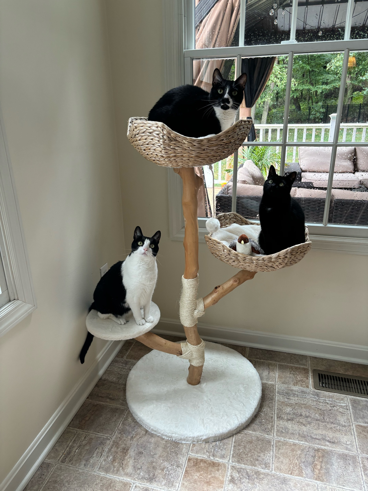 Beautiful cat tree 🐱 