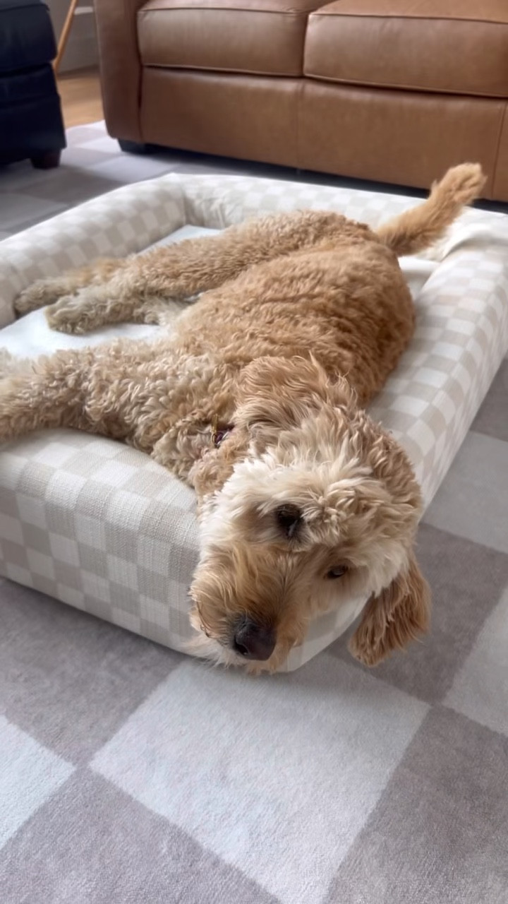 Finally, a washable dog bed that my dogs actually love from @Ruggable
.
It’s no secret how much we love our dogs. We built a custom home catered to our dogs that includes a dog wash, dogs feeding station and multiple dog gates throughout our home. I’m a sucker for functional home decor which typically includes any and all things that are washable and sustainable. My home is washable so I had been on the hunt for a washable dog bed that has tall size because that’s what my two doodles prefer! I love that the cover completely comes off and fits in my washing machine And the large size fits both dogs easily! The second I put it together. Raven claimed it as her thrown and didn’t leave it for over an hour. 
.

#LTKHome #LTKFallSale #LTKFamily