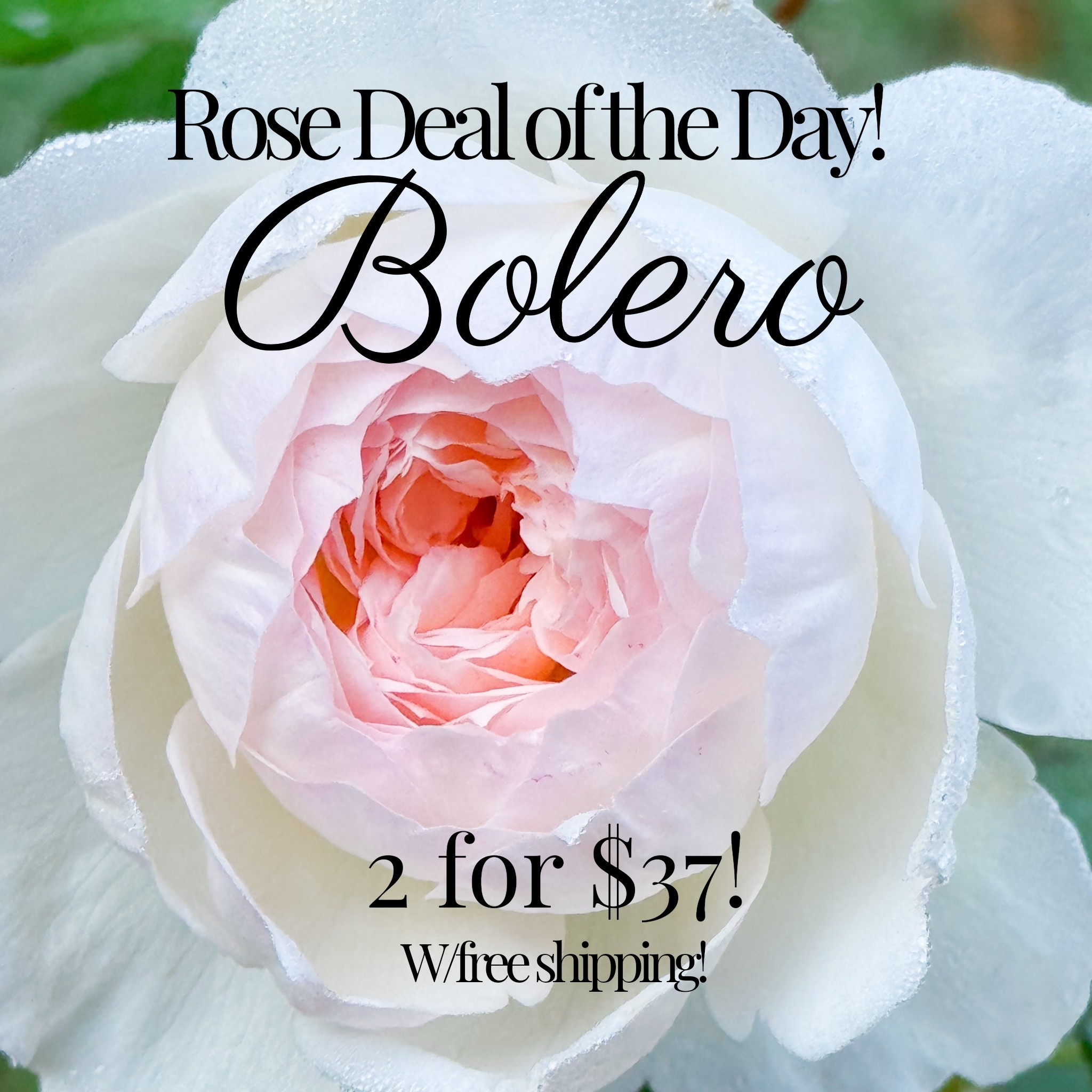 Wow another steal!!! Two Bolero bare roots for only $37 with free shipping! 