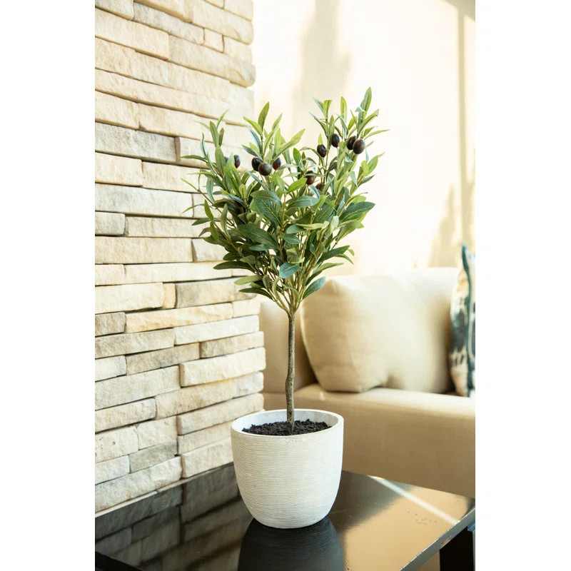 Olive Tree in Pot | Wayfair Professional